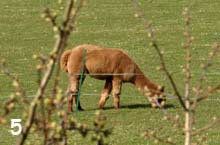 alpacca?